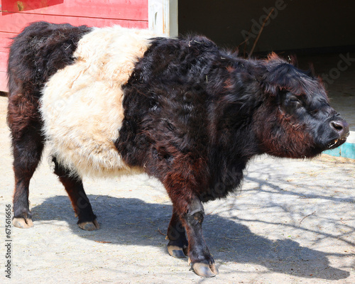 The Belted Galloway is a heritage beef breed of cattle originating from Galloway in South West Scotland, adapted to living on the poor upland pastures and windswept moorlands of the region. photo