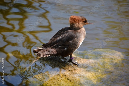 The female hooded merganser (Lophodytes cucullatus) is a species of fish-eating duck in the subfamily Anatinae. It is the only extant species in the genus Lophodytes. photo