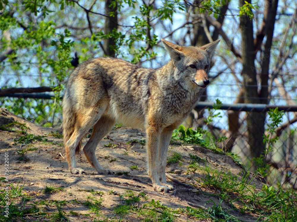 The coyote, also known as the American jackal, brush wolf, or the prairie wolf, is a species of canine found throughout North and Central America The coyote, also known as the American jackal, brush wolf, or the prairie wolf, is a species of canine found throughout North and Central America