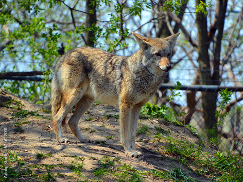 The coyote, also known as the American jackal, brush wolf, or the prairie wolf, is a species of canine found throughout North and Central America © Daniel Meunier