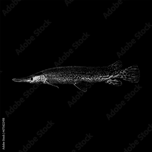Alligator Gar hand drawing vector isolated on black background.