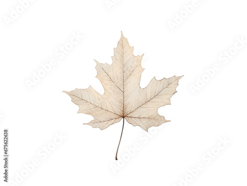 A maple leaf in watercolor style illustration with transparent background