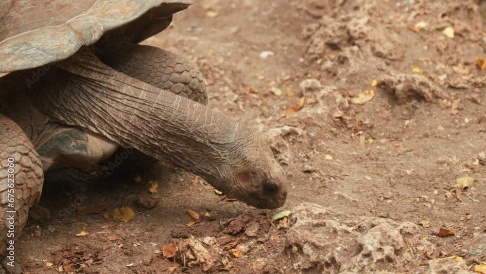 Close-up of a serene giant tortoise on the ground. Close-up of a serene giant tortoise on the ground.