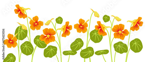 nasturtium, vector drawing flowers at white background, hand drawn botanical illustration