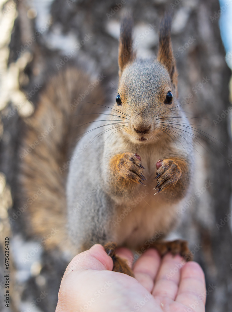Fototapeta premium A squirrel in the autumn eats nuts from a human hand. Eurasian red squirrel, Sciurus vulgaris