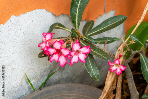 Adenium  (fascinatingly) pink flowers planted next to an old orange wall. Adenium is a plant that is easy to grow and care for. Received the nickname 