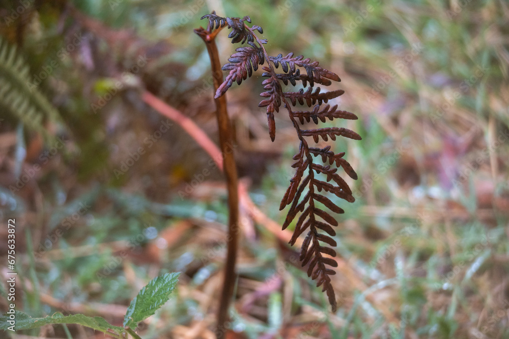 Fern with dead leaves 