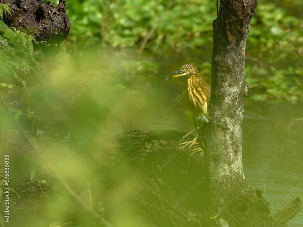 A Pond Herons are herons, typically 40–50 cm ,sitting on a branch . A Pond Herons are herons, typically 40–50 cm ,sitting on a branch .
