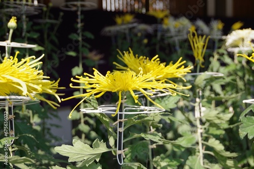 菊