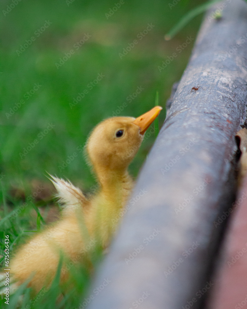 duck in the grass 4 duck in the grass 4