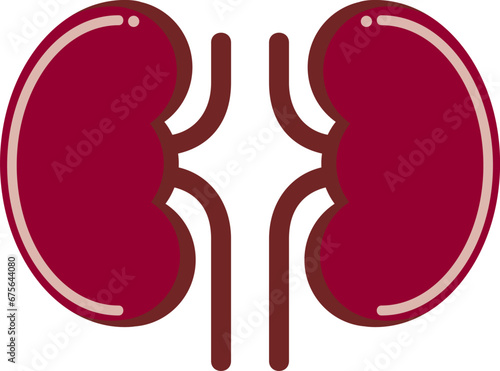 ANATOMICAL HUMAN KIDNEY DRAWING IN CARTOON VECTOR ILLUSTRATION
