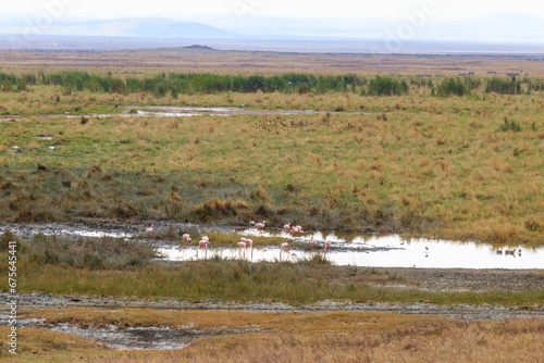 Fototapeta Naklejka Na Ścianę i Meble -  Lesser flamingo (Phoeniconaias minor) in Ngorongoro crater national park in Tanzania. Wildlife of Africa