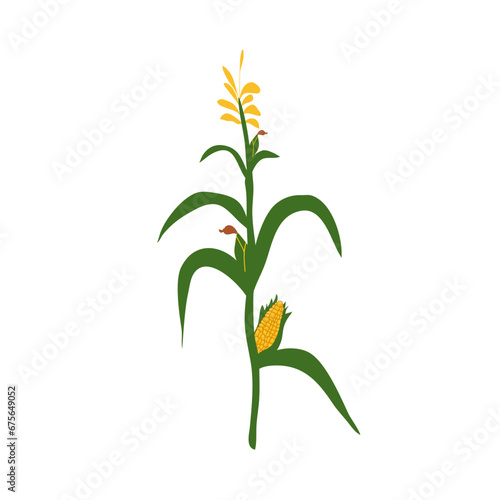 Corn illustration
