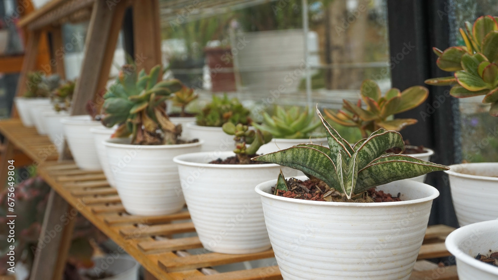 Cactus plants as ornamental plants beautify the room Cactus plants as ornamental plants beautify the room