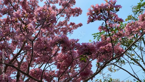 Very dense pink flowers on the trees. Spring. Pink Tabebuya flower - Handroanthus chrysotrichus photo