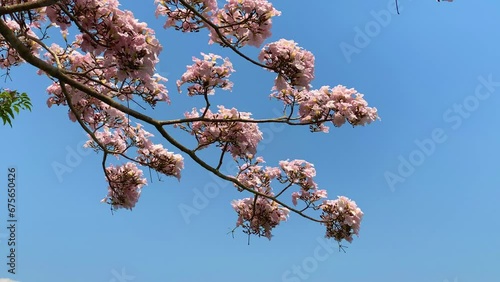 Blooming flowers Tabebuya tree with blue sky swaying in the wind. Spring theme - Handroanthus chrysotrichus photo