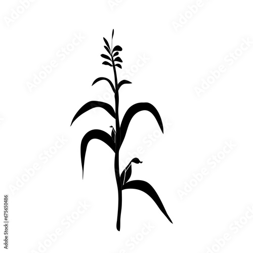 Corn silhouette