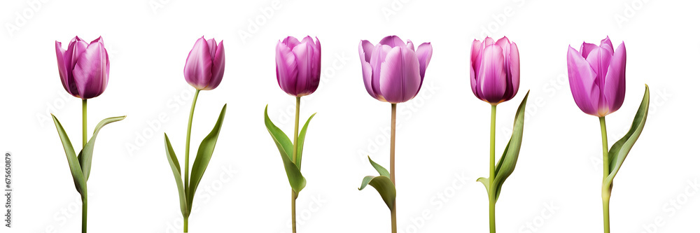 Purple tulip flower collection isolated on a transparent background