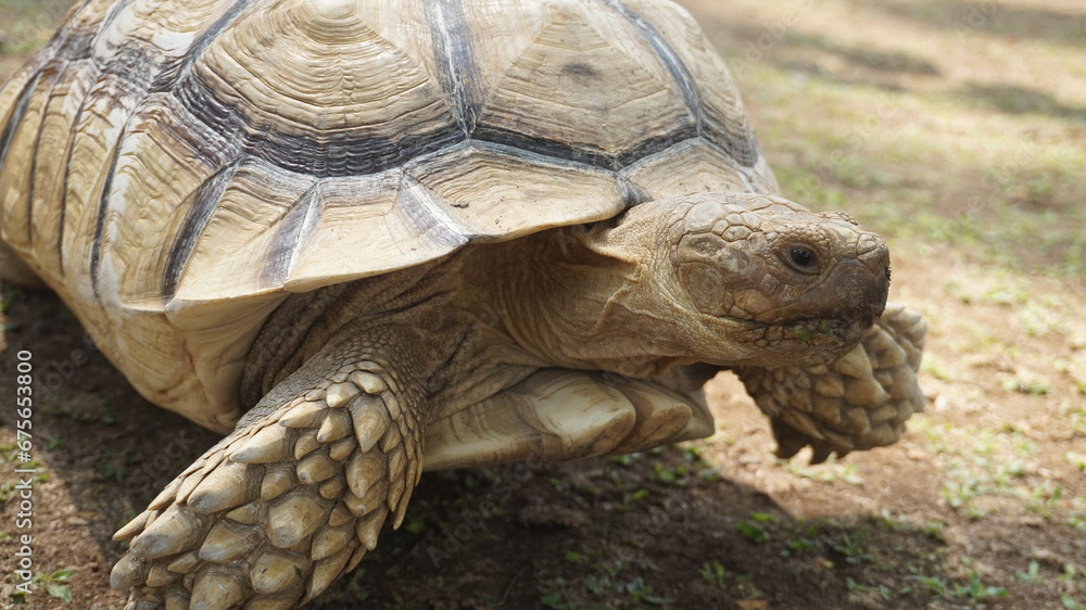 A large brown turtle walks on the ground A large brown turtle walks on the ground