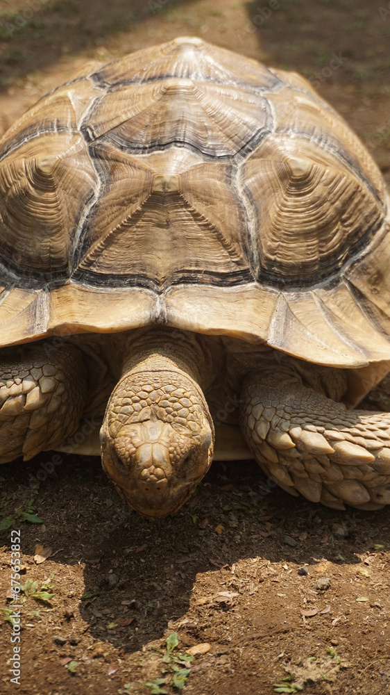A large brown turtle walks on the ground A large brown turtle walks on the ground