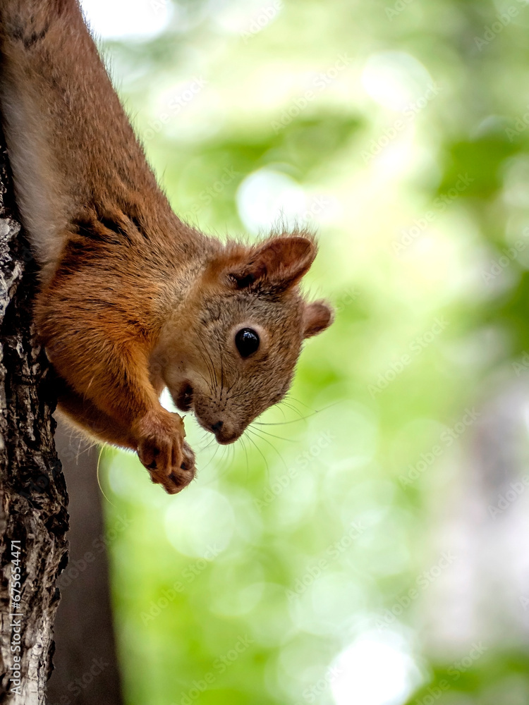 red squirrel in a city park on a tree in summer red squirrel in a city park on a tree in summer