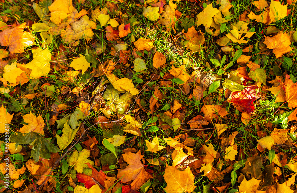 Fallen autumn leaves on the ground in green grass top view from above Fallen autumn leaves on the ground in green grass top view from above