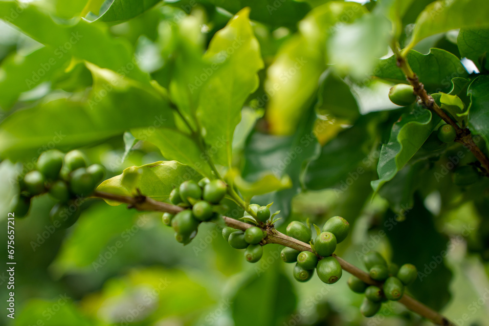 Coffee tree with fresh arabica coffee bean in coffee plantation in the mountain. Trees on an organic coffee farm. Red cherry bean arabica. Coffee tree with fresh arabica coffee bean in coffee plantation in the mountain. Trees on an organic coffee farm. Red cherry bean arabica.
