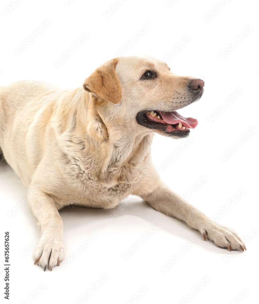 Cute Labrador dog lying on white background Cute Labrador dog lying on white background
