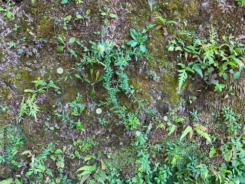 苔の壁