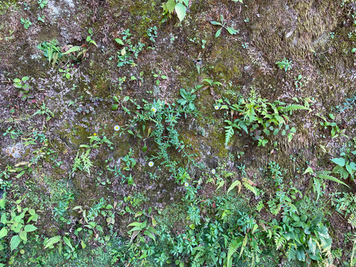 苔の壁