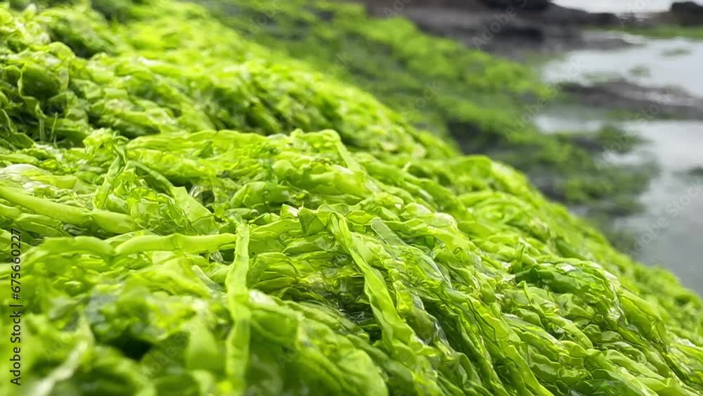 Closeup of neon green seaweed on the seashore in Oregon, USA. Closeup of neon green seaweed on the seashore in Oregon, USA.