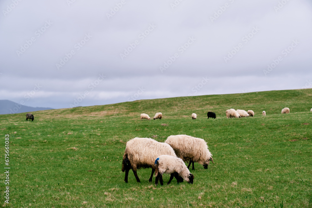 Flock of sheep grazes on a green pasture in the mountains