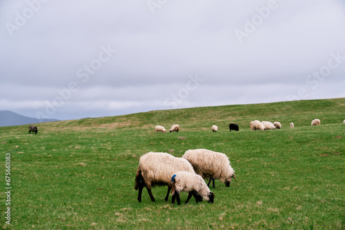 Flock of sheep grazes on a green pasture in the mountains