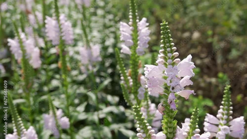 Obedient plant (Physostegia virginiana also false dragonhead) in slight breeze with blurred backroung Obedient plant (Physostegia virginiana also false dragonhead) in slight breeze with blurred backroung
