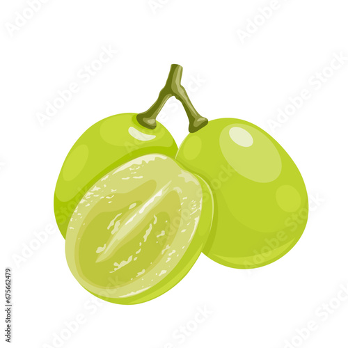 Vector illustration, muscat grapes, isolated white background.