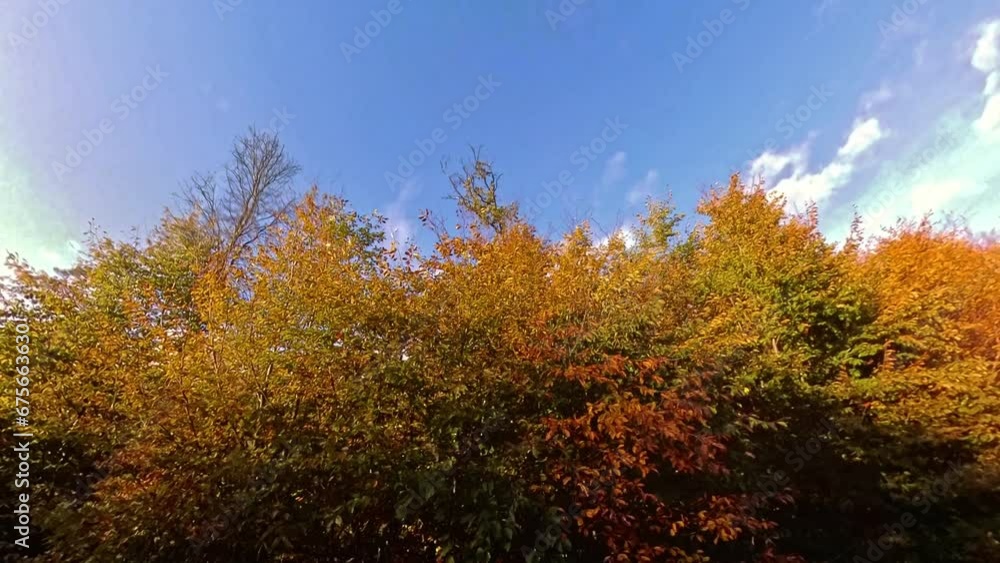 herbstlich Bäume mit goldgelben Blättern wiegen leicht im Wind - Herbststimmung, Wald, Forst, Moos, Sonnenstrahlen, Drohne herbstlich Bäume mit goldgelben Blättern wiegen leicht im Wind - Herbststimmung, Wald, Forst, Moos, Sonnenstrahlen, Drohne