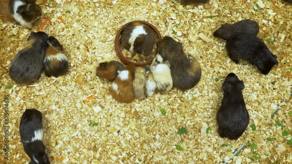 Guinea pigs of varied colors and sizes nibbling on shredded material or