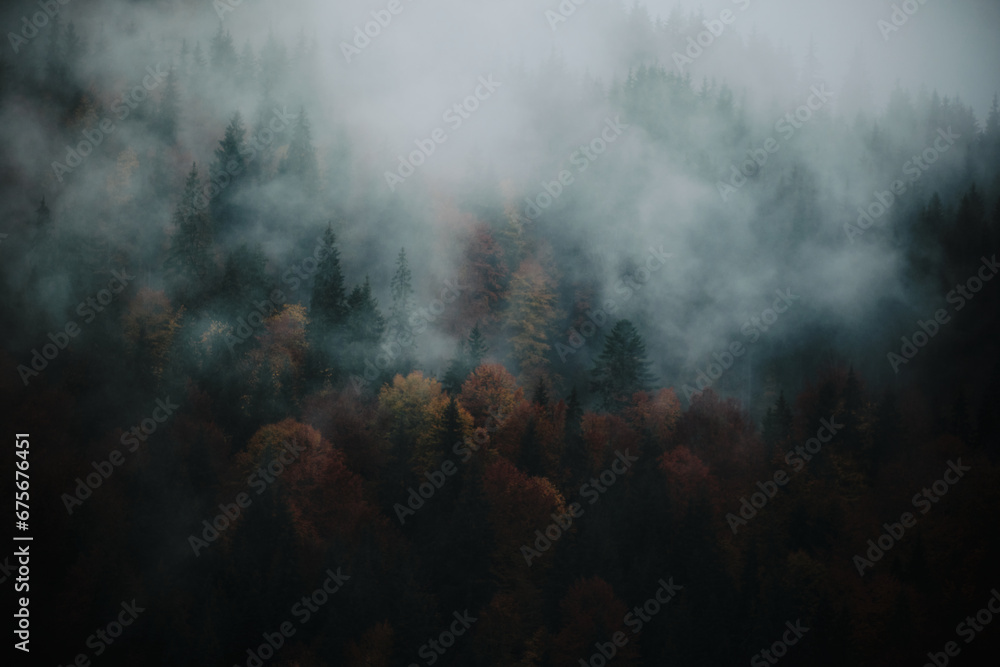 fog in the forest