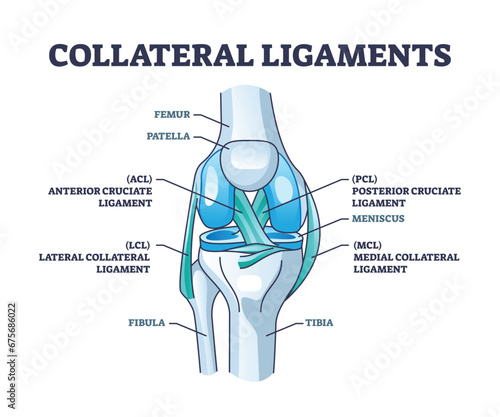 Collateral ligaments with knee anatomical skeletal structure outline diagram. Labeled educational joint part description with anterior and posterior cruciate ligament vector illustration. Leg anatomy