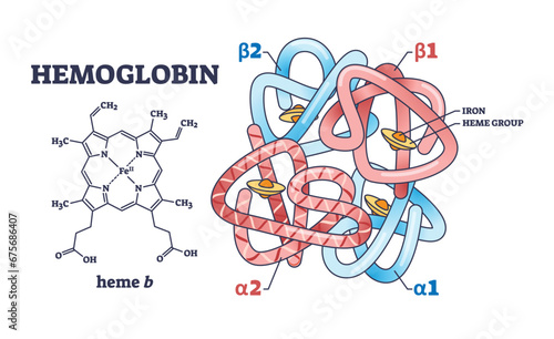 Hemoglobin chemical structure with polypeptide chain and heme group outline diagram. Labeled educational scheme with scientific closeup and alpha or beta parts vector illustration. Microbiology study