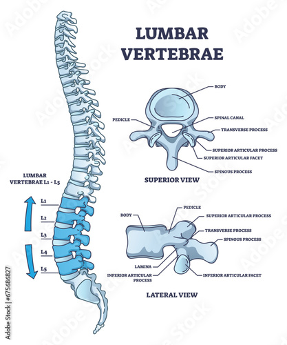 Lumbar vertebrae part of spine and anatomical structure outline diagram. Labeled educational medical scheme with superior, lateral and side view of back bone and skeletal system vector illustration.