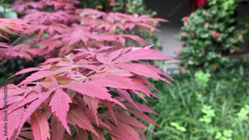 Japanese maple (Acer palmatum) plant with red colour in slight breeze Japanese maple (Acer palmatum) plant with red colour in slight breeze