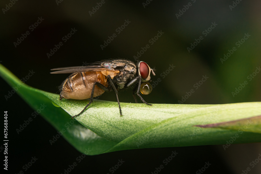 Fototapeta premium fly on leaf