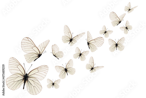 Beautiful white butterfly