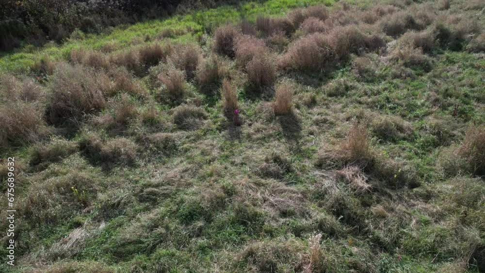 Pitcher plants in part of plant physiology experiment_drone shot. Nepenthes video in its habitat. Pitcher plants in part of plant physiology experiment_drone shot. Nepenthes video in its habitat.