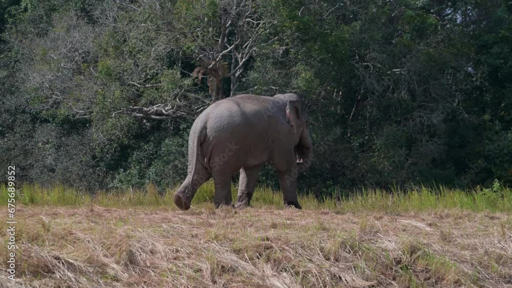 Seen moving towards the right as seen from outside the forest as the camera follows, Indian Elephant Elephas maximus indicus, Thailand Seen moving towards the right as seen from outside the forest as the camera follows, Indian Elephant Elephas maximus indicus, Thailand