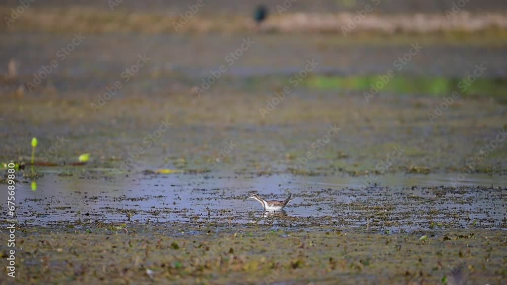 Young Bird Pheasant tailed jacana Young Bird Pheasant tailed jacana