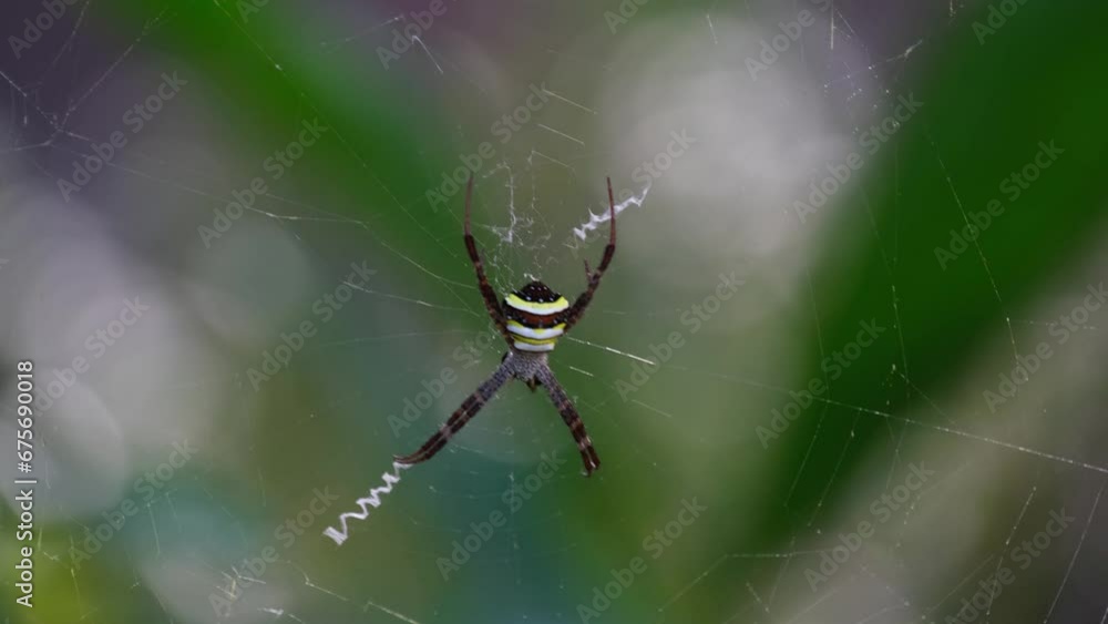 Very windy forest makes this spider bounce with its web, Argiope keyserlingi Orb-web Spider, Thailand Very windy forest makes this spider bounce with its web, Argiope keyserlingi Orb-web Spider, Thailand