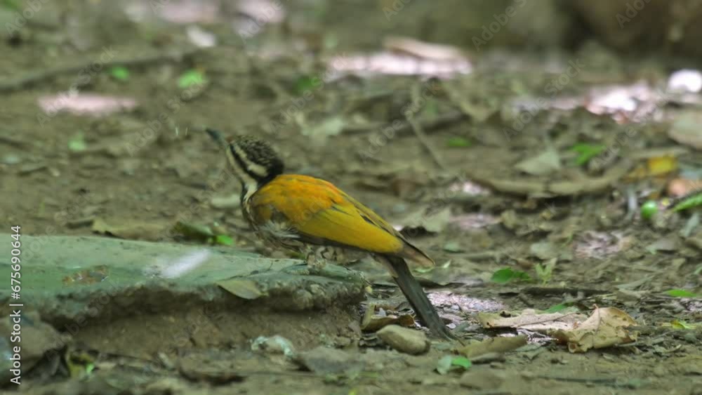 Seen drinking water from a birdbath deep in the forest, Common Flameback Dinopium javanense, Female, Thailand Seen drinking water from a birdbath deep in the forest, Common Flameback Dinopium javanense, Female, Thailand