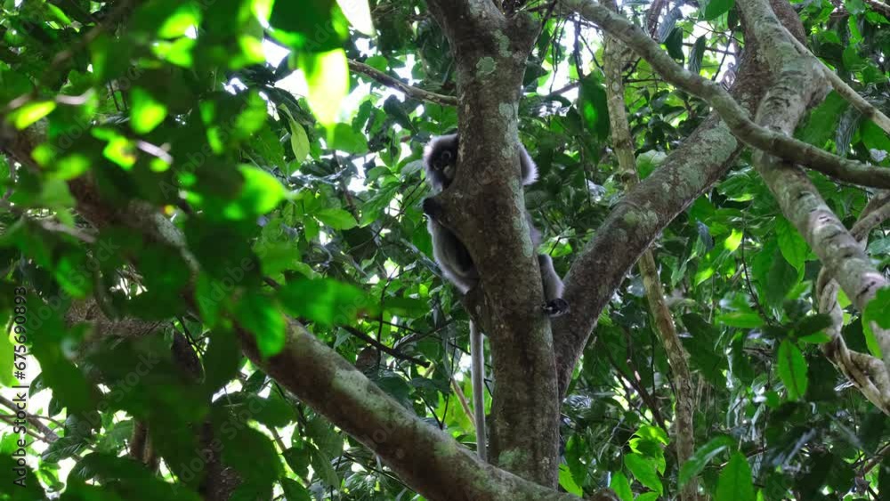 Hiding behind the trunk while looking towards the camera and then extend its body to the right to rest on the branch, Spectacled Leaf Monkey Trachypithecus obscurus, Thailand Hiding behind the trunk while looking towards the camera and then extend its body to the right to rest on the branch, Spectacled Leaf Monkey Trachypithecus obscurus, Thailand